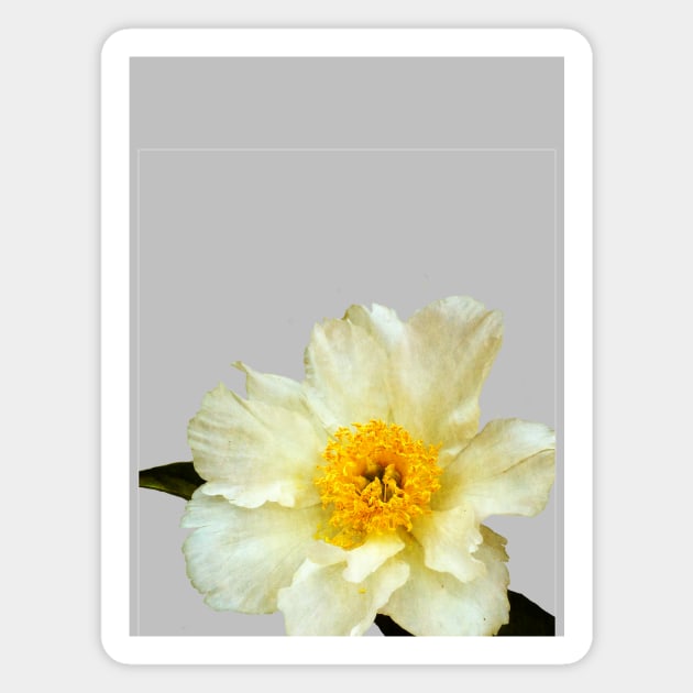 Peony Botanical Floral Illustration No. 1 Magnet by Catholicamtees